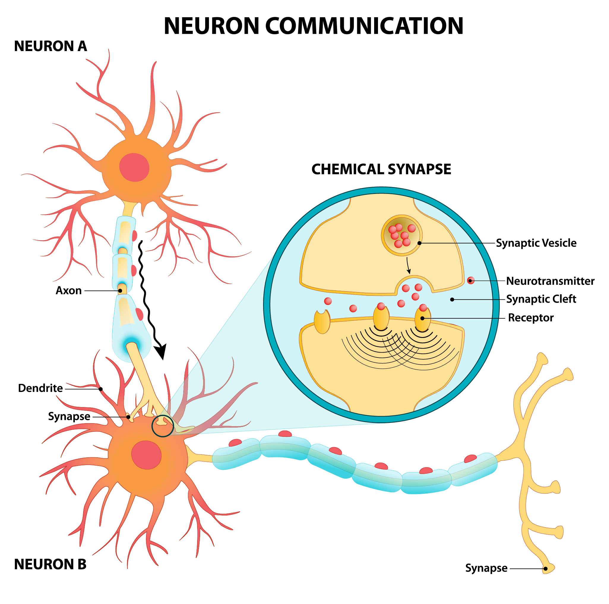 neuron neurotransmitters