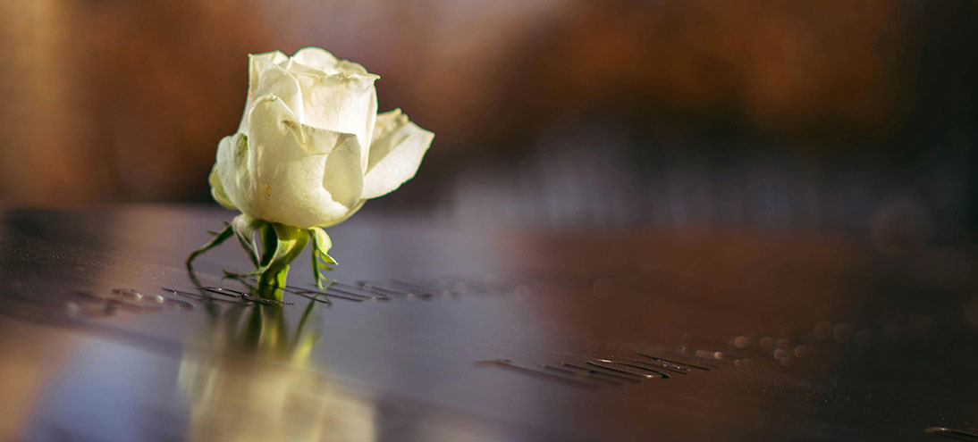 white rose sits on reflective surface