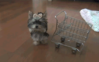 little dog pushes tiny shopping cart