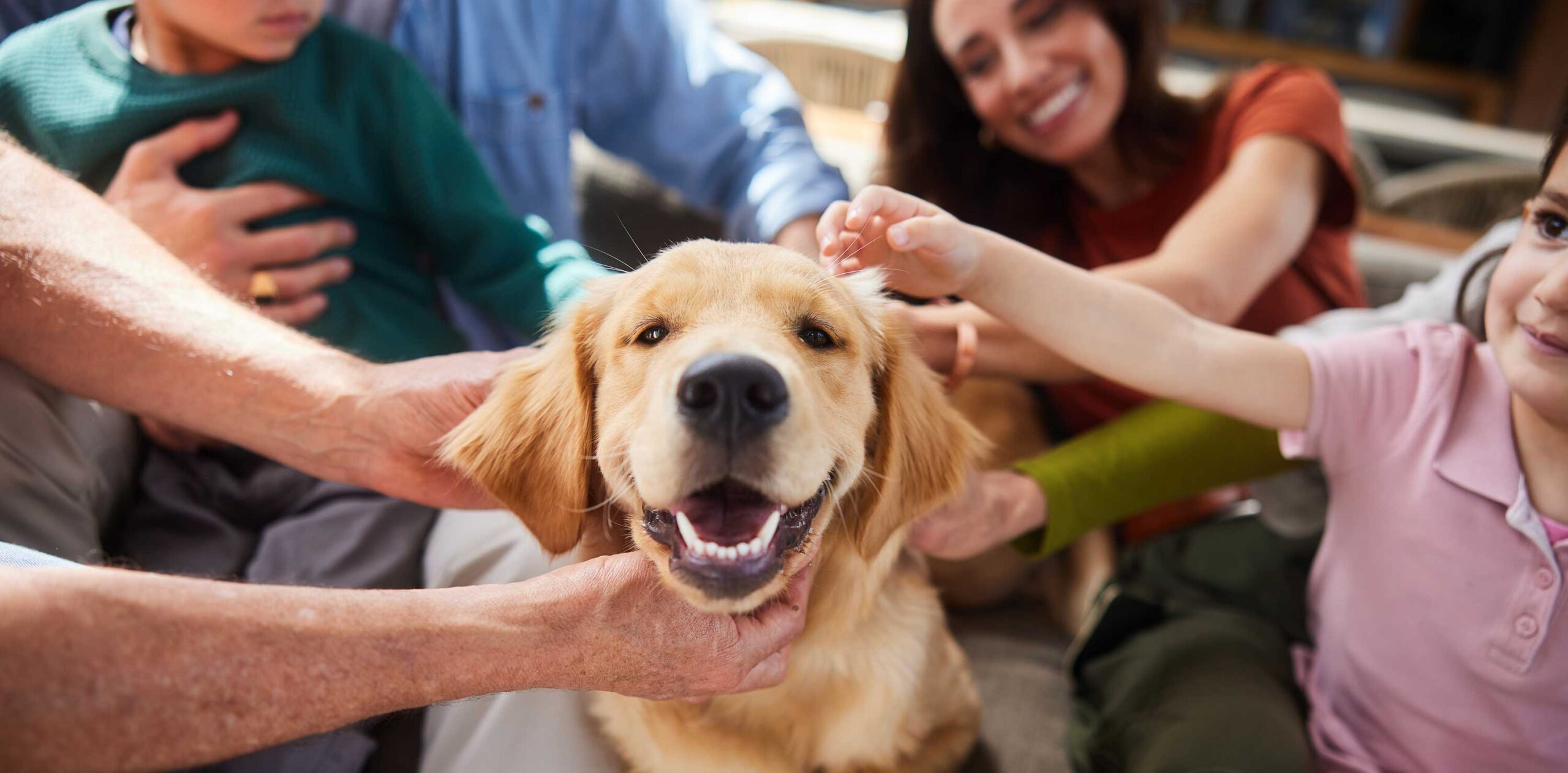 several people reach down to pet a dog